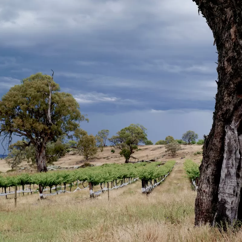 The Fernfield Wines in Eden Valley South Australia is a great place to relax