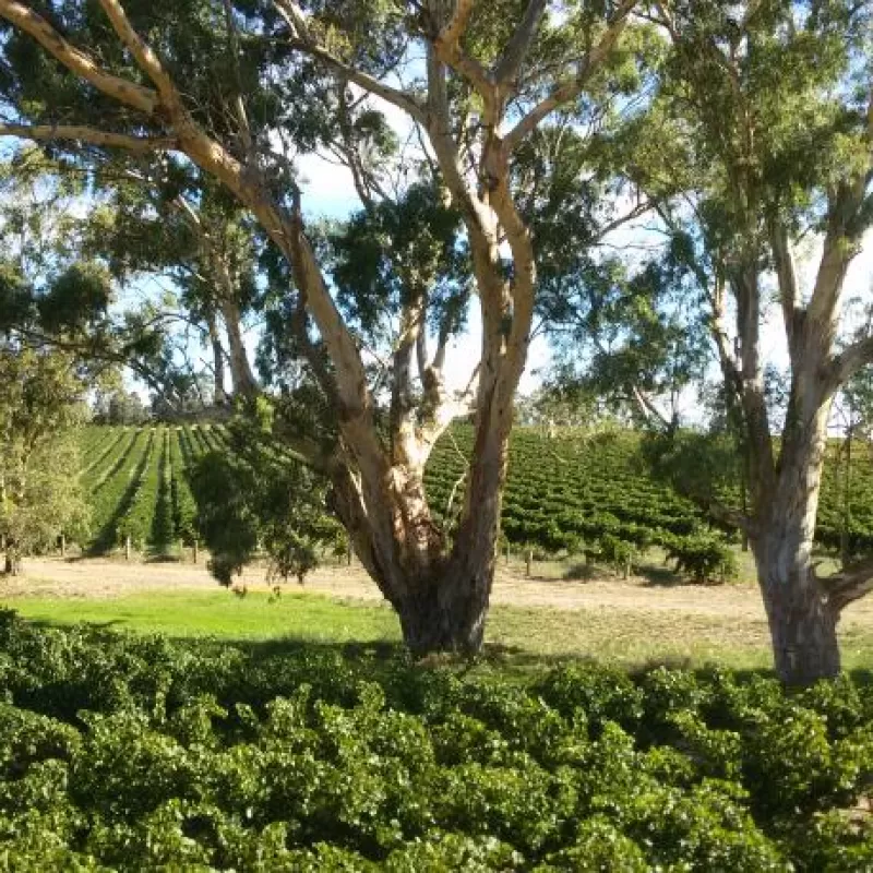 People like to relax at the Hemera Estate in Lyndoch South Australia