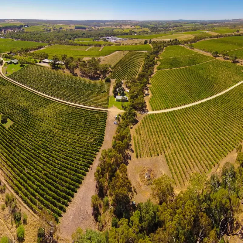 People have a great time at the DogRidge Cellar Door, Gallery & Vineyards in McLaren Flat South Australia