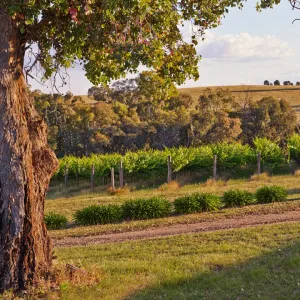 A relaxing photo of the Piano Piano Wines in Everton Upper, Victoria
