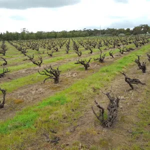 A relaxing photo of the Red Art - Rojomoma Single Vineyard in Nuriootpa, South Australia