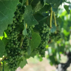 A relaxing photo of the Curlewis Winery in Curlewis, Victoria